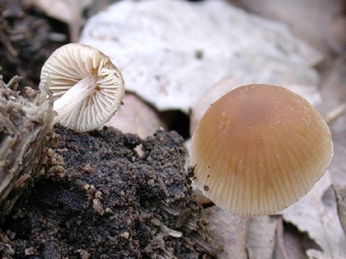 996 Aprile vecchio ritrovamento